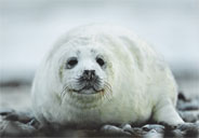 Robbe Helgoland